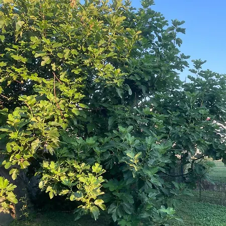 Maison Avec Jardin Au Calme A 10 Min De Strasbourg *