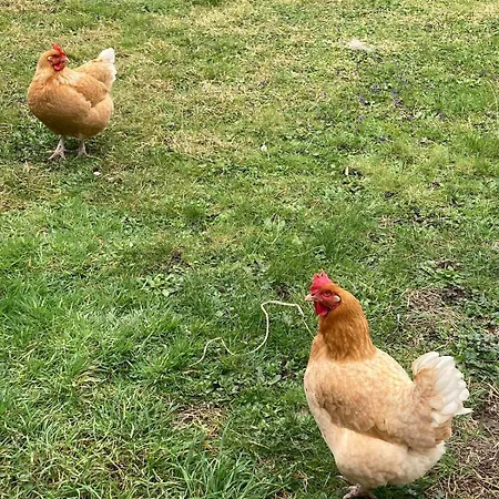 Maison Avec Jardin Au Calme A 10 Min De Strasbourg بيت للعطل فيندينهيم