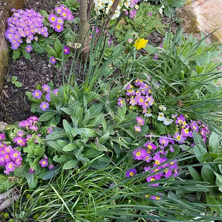 Maison Avec Jardin Au Calme A 10 Min De Strasbourg